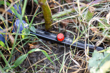 Drip irrigation. Diffuser in a polypropylene pipe for watering plants.