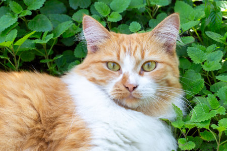 ginger cat looking at camera against green bushes background, close-up.