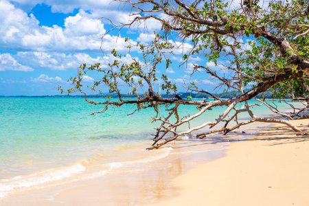 Seascape. Tropical tree branches hang over sea water on sandy beach.