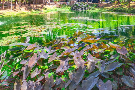 Green pond with water lilies and tropical plant leaves. Natural water landscape.の写真素材
