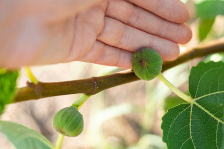 Small green fig on a bush branch. Growing and caring for fruit trees.