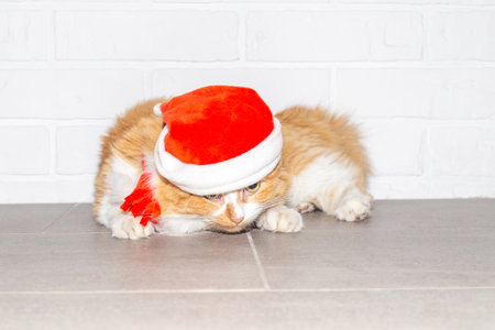 A ginger cat in a red cap lies and looks out from under the hat against a white brick wall. New Year and Christmas.の写真素材