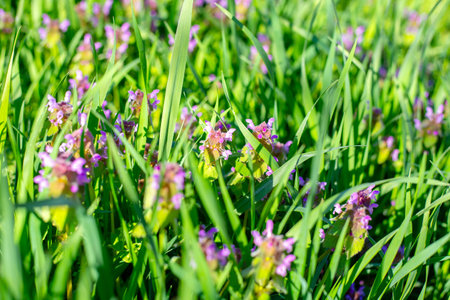 Lilac wolf nettle flowers in the grass on a sunny spring day.