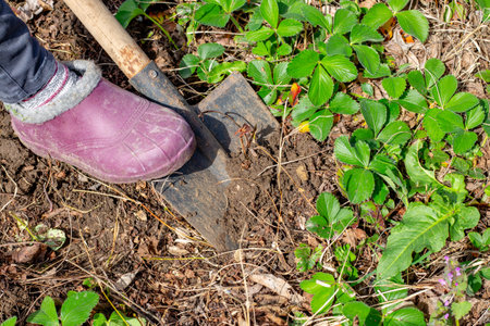 The gardener digs the ground. Transplanting strawberries from the garden in spring.の写真素材