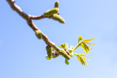 Flowering walnut catkins on a tree branch against a blue sky.の写真素材