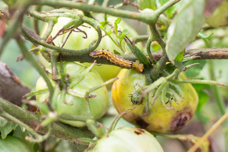 A bush with a spoiled growing tomato on which pests, a caterpillar and a green bug, are crawling. Pest control.の写真素材
