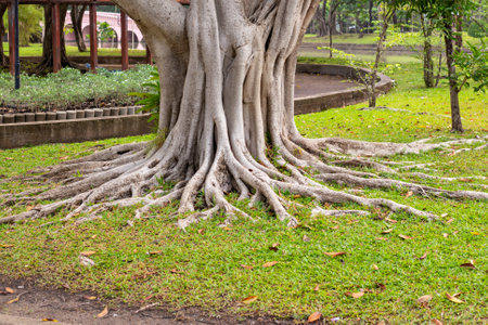 A tropical tree with thick roots on the ground. Chatuchak Park, Bangkok.の写真素材