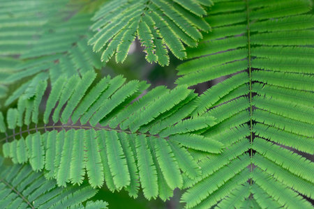 Foliage background. Fern plant with long small green leaves.