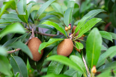 Sapodilla or lamut plant. Ripe brown fruits grow on a tropical tree.の写真素材