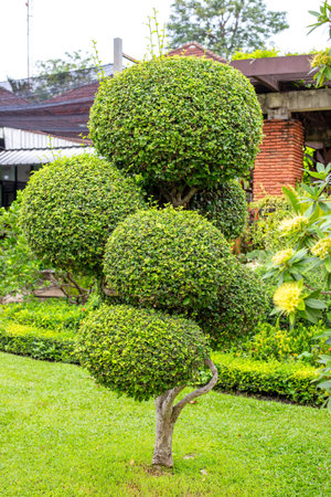 Landscape design of the city park. Green trimmed figured spherical bush, niwaki technique.