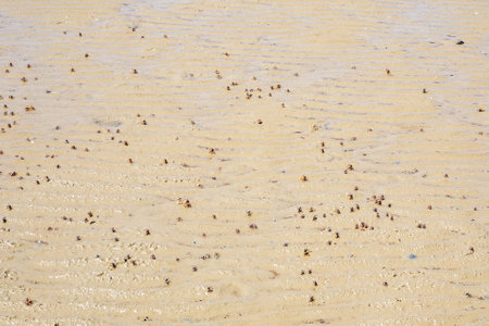 Many small crabs running on the sand on the sea coast in Krabi province in Thailand.の写真素材