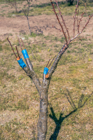 Grafted apricot tree onto plum using the cleft method. Scion and rootstock, agrotechnical measures.