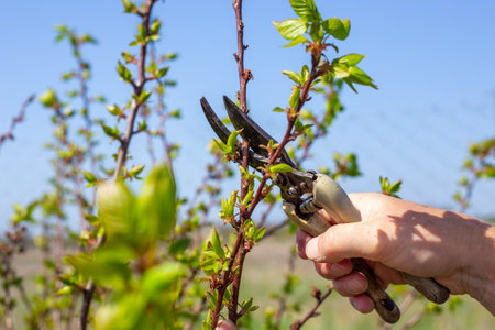 A gardener trims young branches of young fruit trees with pruning shears on a spring day. Formative...