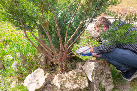 A gardener is pruning trees. A man is shaping a juniper bush with pruning shears.