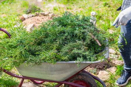 Pruning trees in the garden. Juniper branches after pruning the bush in a garden cart.の写真素材