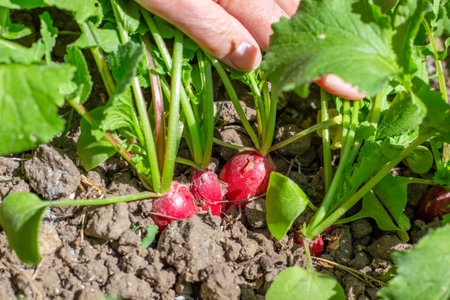 Ripe red radishes growing in a garden bed, vegetable harvest.の写真素材