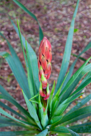 Yucca palm flower buds. Ornamental plants for the garden.の写真素材