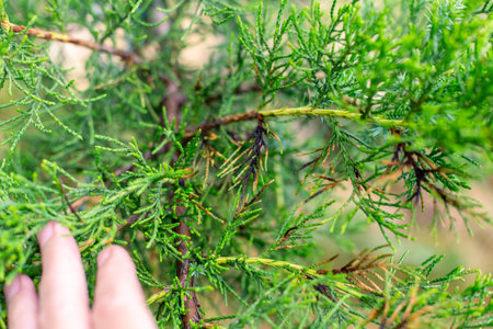 Juniper rust caused by Gymnosporangium and Lophodermium fungi on branches. Conifer diseases.の写真素材