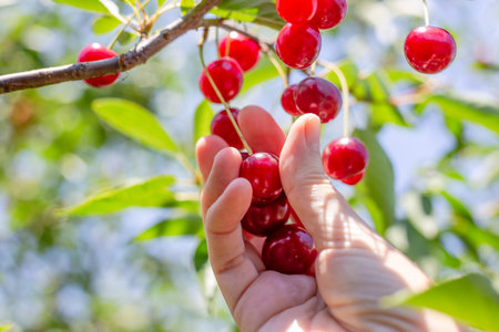 A gardener picks ripe red cherries from a tree branch on a sunny summer day. Harvesting berries in...