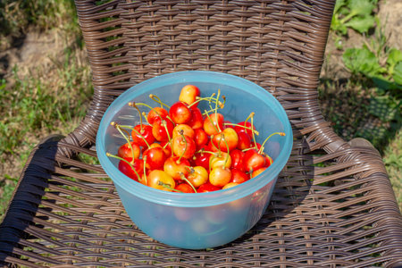 Full cup of yellow pink cherries on a wicker garden chair on a summer day. Harvesting berries in the garden.の写真素材