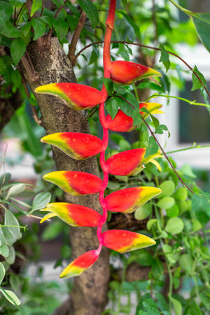 A blooming red Heliconia rostralis flower against a background of tropical greenery.の写真素材