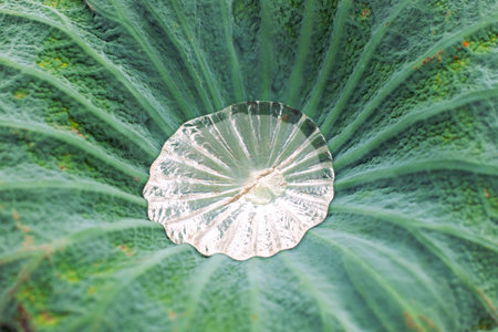 Green water lily leaf with a large drop of water inside in a funnel. Beauty of nature.