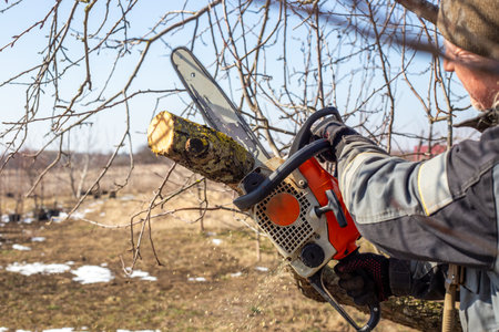 A man trims fruit trees with a chainsaw. Sanitary pruning of trees in the spring in the garden.の写真素材