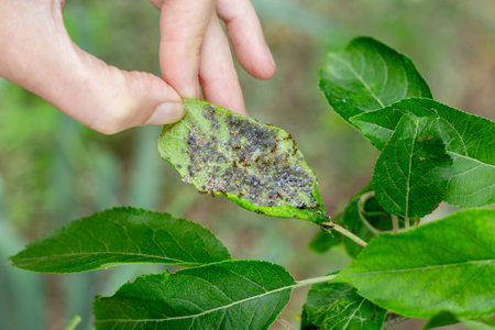 A gardener examines an apple leaf with colonies of black aphids and ants. Prevention and control of garden pests.の写真素材