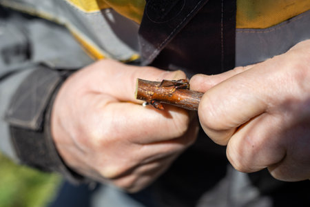 A gardener cuts a scion branch of a fruit tree with a knife blade for grafting garden trees in spring.の写真素材
