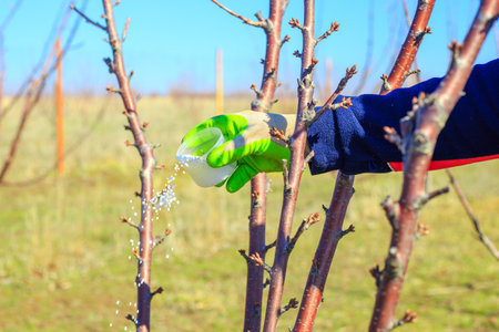 Fertilizing fruit trees. A gardener scatters fertilizer granules on the ground near a tree in an orchard.の写真素材