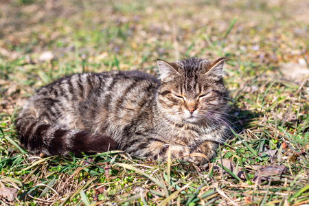 A gray tabby kitten, squinting his eyes, basks in the sun while lying on the grass.の写真素材