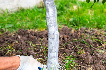 A gardener treats the trunk of a fruit tree with lime to prevent fungal diseases.の写真素材