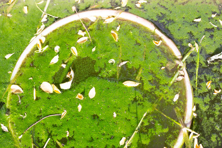 The water in the garden watering barrel has bloomed. Irrigation system on the garden plot.