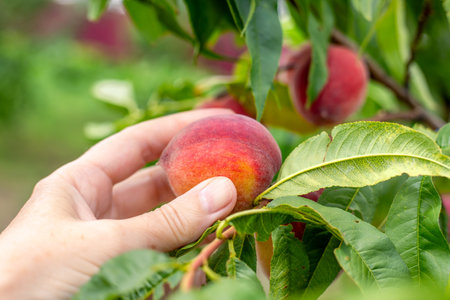 Ripe juicy peaches on a tree in the garden are collected by a gardener. Fruit harvesting.の写真素材