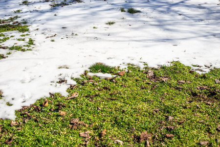 Melting snow in spring. A lawn with snow patches and green grass peeking out from under the snow.の写真素材