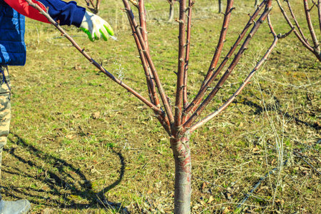 A farmer fertilizes trees with mineral granulated nitrogen fertilizer in an orchard. Feeding and...