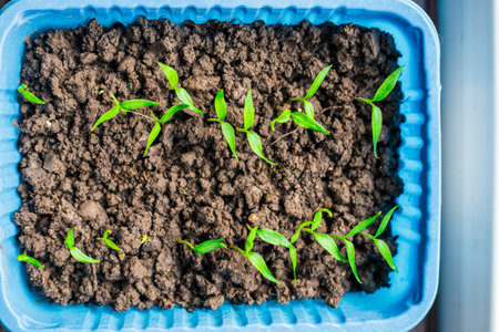 Tomato seedlings in a container with soil on a windowsill in a house on a spring day, top view....