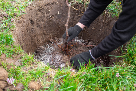 A gardener plants a fruit tree sapling with roots in a dug hole. Planting saplings and growing a...