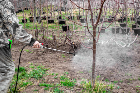 A gardener treats fruit trees and shrubs with a battery-powered sprayer in the garden in spring....