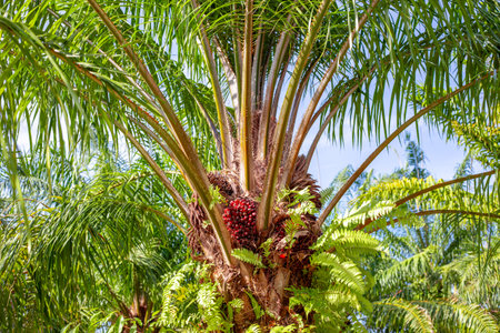 Tropical oil palm tree with ripe fruits for making palm oil.の写真素材