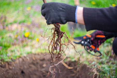 Planting fruit tree in the garden. Gardener trims roots of seedling before planting in hole, soft selective focus.の写真素材