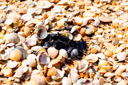 A spot of fuel oil washed up on the shell beach of the sea. Ecology and natural disaster.の写真素材