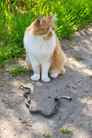 A ginger cat caught and killed a snake on a path on a summer day. Hunting instincts of domestic animals.の写真素材
