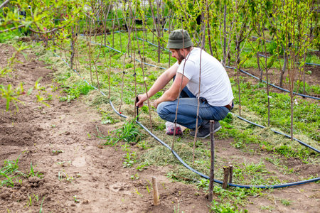 A man installs a drip irrigation system in a garden by punching a hole in a pipe to install...