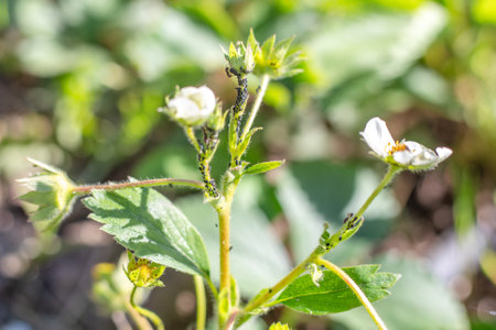 Colony of black aphids and ants on the stems of flowering strawberries. Prevention and control of insect parasites.の写真素材