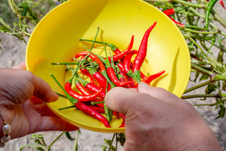 Harvesting red chili peppers from a bush. A man picks red pepper pods and places them in a cup. Growing vegetables in a garden.の写真素材