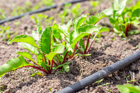 young beet sprouts on a bed with drip irrigation. Growing and watering vegetables in the garden.