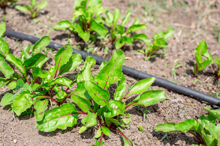 young beet sprouts on a bed with drip irrigation. Growing and watering vegetables in the garden.