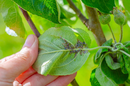 A gardener examines green leaves of an apple tree inhabited by a colony of aphids. Control of garden...