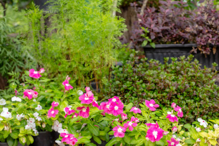 Catharanthus roseus or Madagascar periwinkle. Tropical flowers in pots and plants around. Green area design, picturesque corner.の写真素材